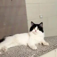 گربه|گربه|یزد, |دیوار