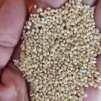 فروشی|عمده‌فروشی|فیروزآباد (لرستان), |دیوار