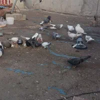 کبوتر پرشی یک لونه