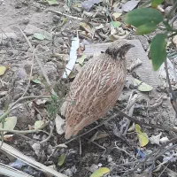 بلدرچین|پرنده|فراشبند, |دیوار