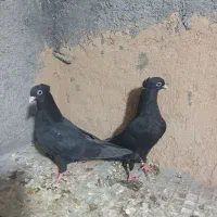 کفتر زاغ