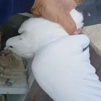 کفتر دمسیاه دمبی