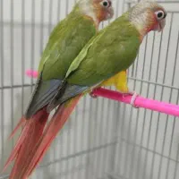 گرینچیک دبل رد