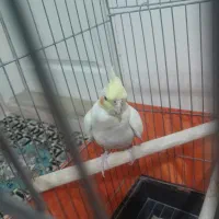 عروس هلندی جفت|پرنده|تهران, بیسیم|دیوار