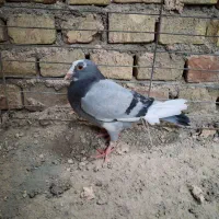 یک عدد کفتر شاکر خوب