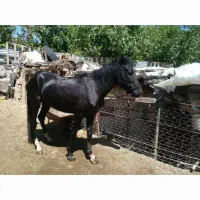 اسب یابو|اسب و تجهیزات اسبسواری|سمنان, |دیوار