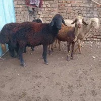 بره نر جنس