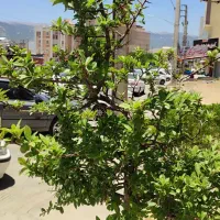 اجاره سالن تجاری پزشکی بلوار قرنی متراژ 200 متر