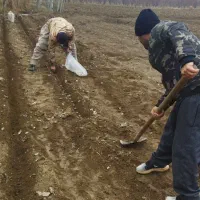 نهالستان چم