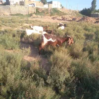 گوسفند و بره زنده همراه قصاب|حیوانات مزرعه|بجنورد, |دیوار