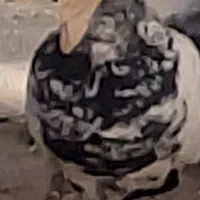 4   عدد کبوتر سالم و سرحال دو ماده دو نر