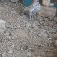 سینه سرور هوایی|پرنده|مرودشت, تخت جمشید|دیوار