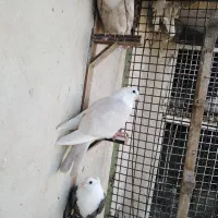 کبوتر، کله سفید، کلاغ کربلایی در چناران|پرنده|مشهد, توس (بلوار توس)|دیوار