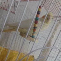 عروس هلندی|پرنده|قرچک, مهدیه|دیوار