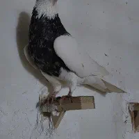 کلاغ کربلایی  طوقی الماسی|پرنده|مشهد, چهاربرج|دیوار