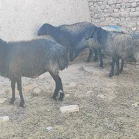 فروش ۴عدد|حیوانات مزرعه|جوادآباد, |دیوار