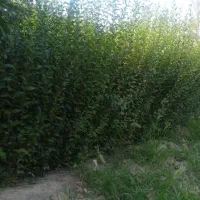 ترون  زرشک و نسترن سفید ..رونده ..