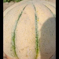 طالبی درجه ۱