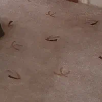 موکت ظریف مصور