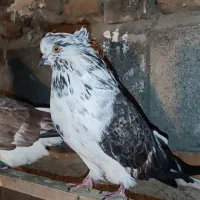 کبوتر نسل قدیم سروکله دار|پرنده|آق قلا, |دیوار