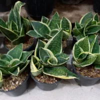 گیاهان آپارتمانی