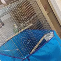 یک جفت مولد برزیلی