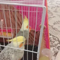 عروس هلندی|پرنده|مشهد, شهید قربانی|دیوار