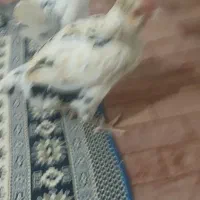 ۳ عدد مرغ گلین|حیوانات مزرعه|انبارآلوم, |دیوار