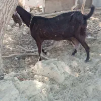 فروش بز ماده 13000000|حیوانات مزرعه|دشتیاری, |دیوار