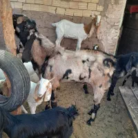 سلام دوعدد نری جوان وتیزران نژادسه قلو|حیوانات مزرعه|رفسنجان, |دیوار