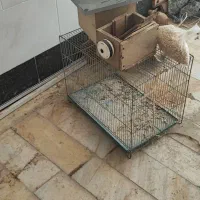 قفس