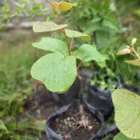 نهال کیوی   ۱ ساله