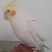 عروس هلندی جوجه بالغ دستی لیتینو البینو|پرنده|مبارکه, |دیوار