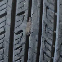 لاستیک دنا پژو|قطعات یدکی و لوازم جانبی|شاهین‌شهر, شهرک پردیس|دیوار