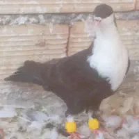 کفتر کرباتی