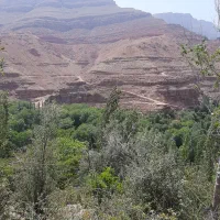 زوعلیا حرکت جمعه فقط ۲۸۰۰۰۰ ت