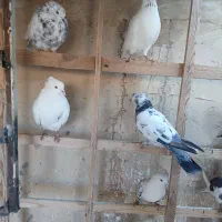 کبوتر پرشی تهرانی