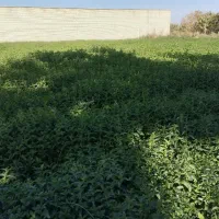 نعنا جهت خشک کردن