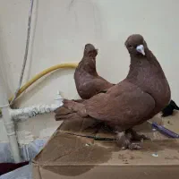 یه جفت کفتر رواعب اصیل سرخ