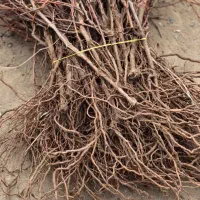 نهال انگور مرغوب|خدمات باغبانی و درختکاری|قزوین, |دیوار