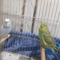 یک جفت مرغ عشق سبز و آبی