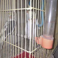 فروش طوطی عروس