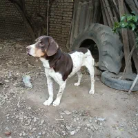 سگ شکاری|سگ|علی‌آباد کتول, |دیوار