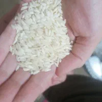 برنج دانه بلند عنبربو
