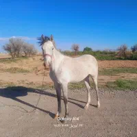 کره اسب|اسب و تجهیزات اسب‌سواری|اسفرورین, |دیوار