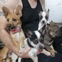 سگ شیواوا|سگ|کرمانشاه, |دیوار