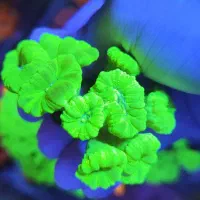 مرجان ابشور