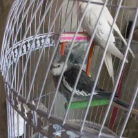 عروس هلندی البینو