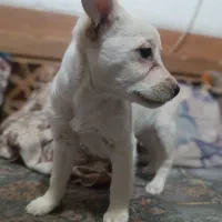 واگذاری سگ شیتزو|سگ|شیراز, سلطان آباد|دیوار