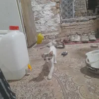 سه عددبچه گربه لبنانی زیبا